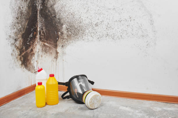 Best Home Mold Removal  in Inverness Highlands South, FL