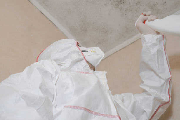 Best Mold Removal Company Near Me  in Inverness Highlands South, FL