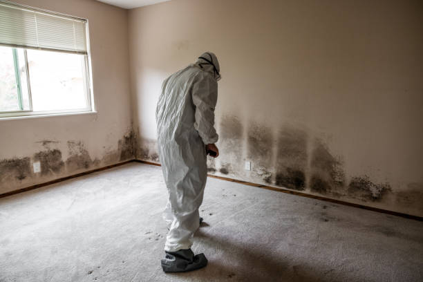 Professional Mold Removal in Inverness Highlands South, FL