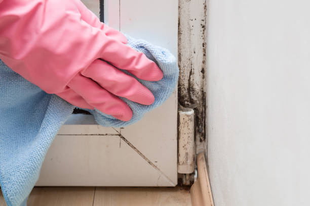 Best Local Mold Removal Service  in Inverness Highlands South, FL