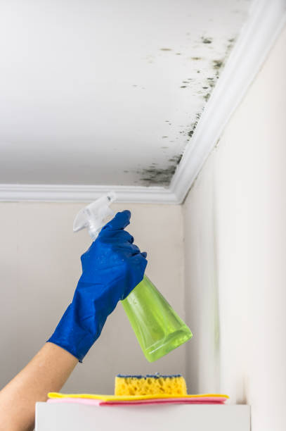Mold Removal and Inspection in Inverness Highlands South, FL
