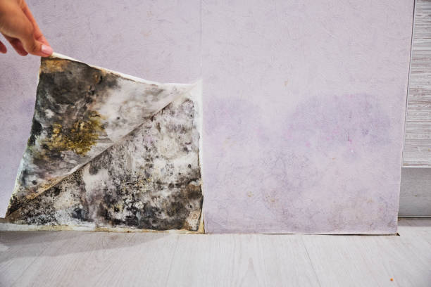 Best Mold Cleaning Services  in Inverness Highlands South, FL